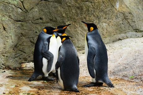 Ojalá podamos organizarnos como los pingüinos.Todo sería más fácil. Src: Pixabay. 
