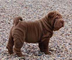 Porque Los Perros Sharpei Pierden Las Arrugas?