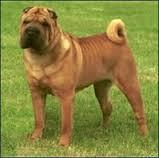 Porque Los Perros Sharpei Pierden Las Arrugas?