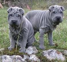 Porque Los Perros Sharpei Pierden Las Arrugas?