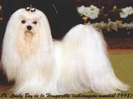 Los Perros Maltes Los mas Lindos del Mundo?