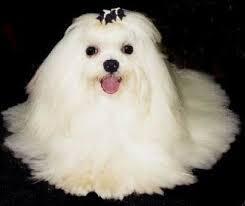 Los Perros Maltes Los mas Lindos del Mundo?