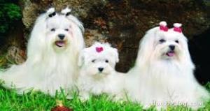 Los Perros Maltes Los mas Lindos del Mundo?