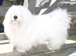 Los Perros Maltes Los mas Lindos del Mundo?