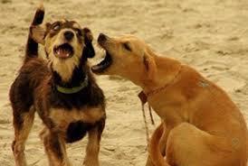 Porque ladran los perros