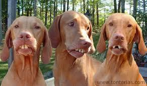 Nombres de Perros Graciosos Nombres de Perros Graciosos