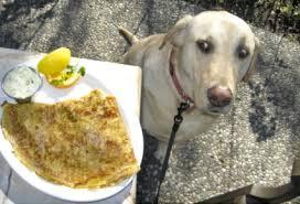 Nombres de Perros Graciosos Nombres de Perros Graciosos