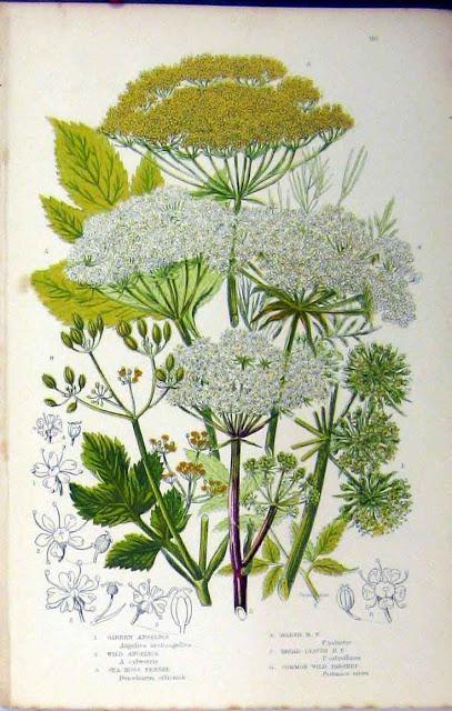 Botanical Art