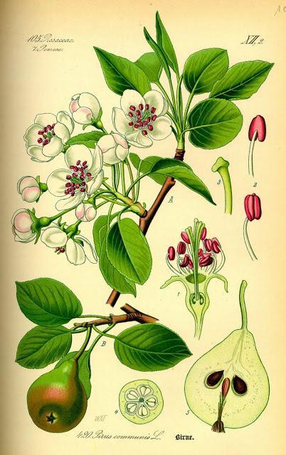 Botanical Art