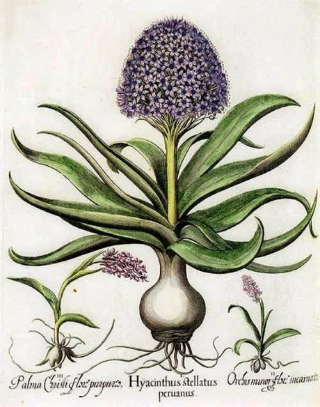 Botanical Art