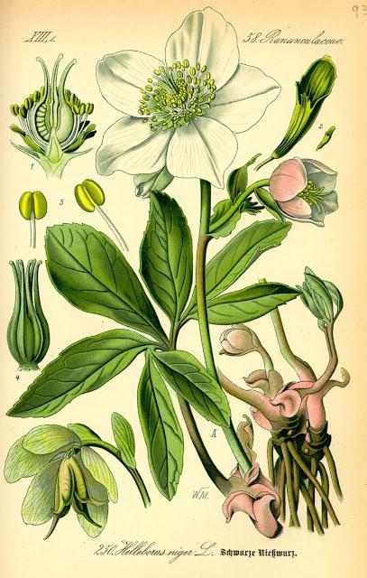 Botanical Art