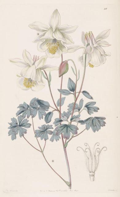 Botanical Art