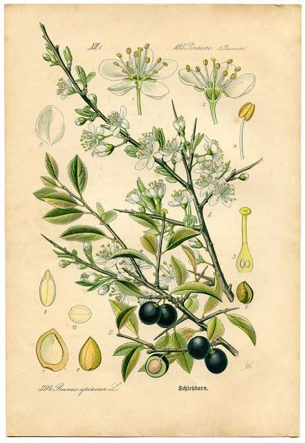 Botanical Art