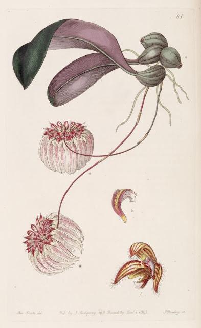 Botanical Art