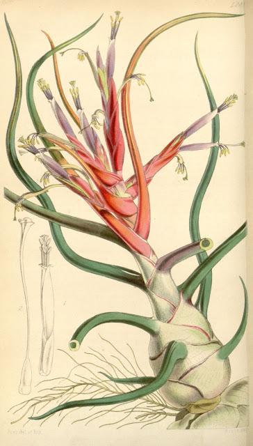 Botanical Art