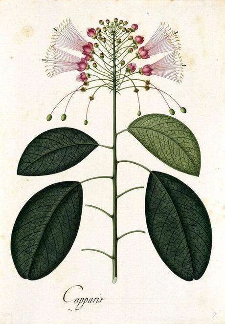 Botanical Art