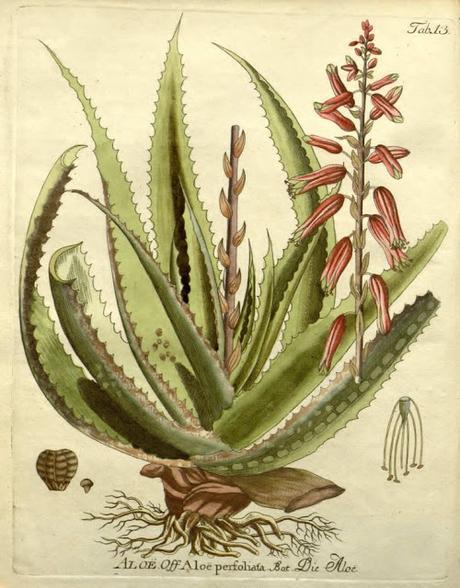 Botanical Art