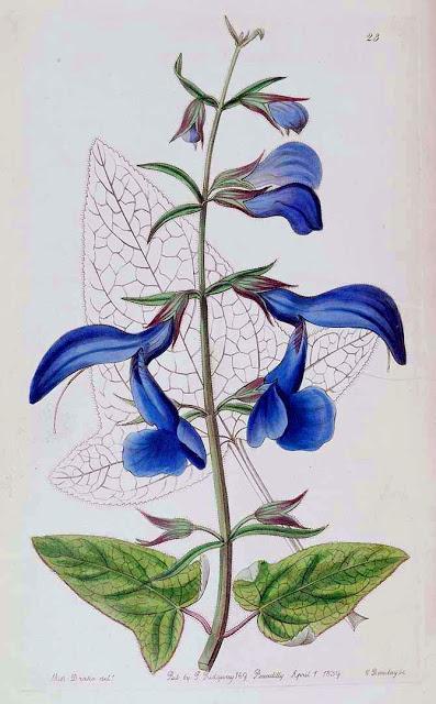 Botanical Art