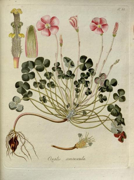 Botanical Art