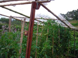 TOMATES ECOLÓGICOS: CUANDO MENOS DÍFICIL