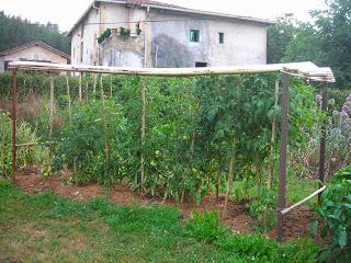 TOMATES ECOLÓGICOS: CUANDO MENOS DÍFICIL