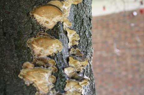 Chic in the garden (OOTD)