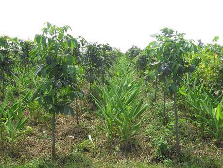 Intercropping_with_turmeric_at_Tukriajhar_Forest_plantation