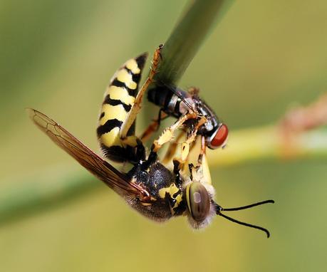 Wasp_August_2007-23