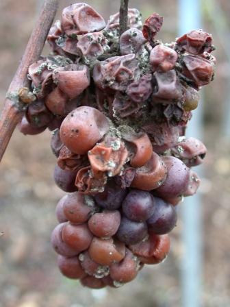 El vino y el cambio climático