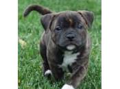 perro quiere demuestra