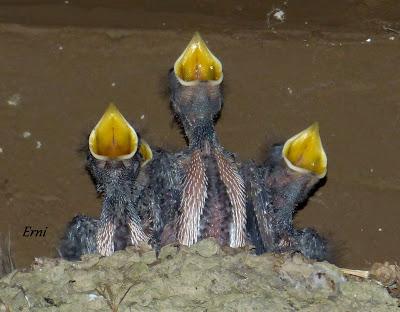 venero, dios cielos vientos