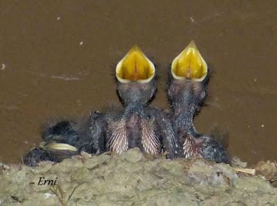 venero, dios cielos vientos