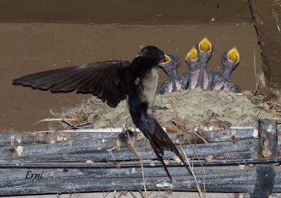venero, dios cielos vientos