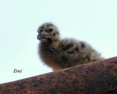venero, dios cielos vientos