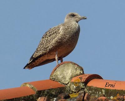 venero, dios cielos vientos