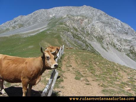 Ruta Tuiza de Arriba-Peña Ubiña: Vacas en el Alto Terreos