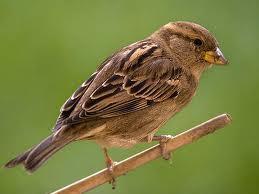 Lo que debes conocer al soñar con un gorrión. sueño con gorriones