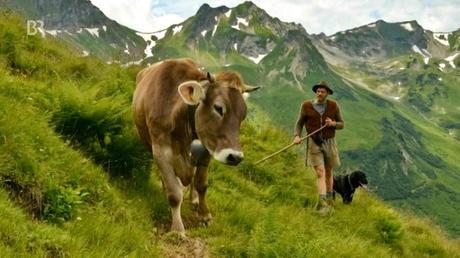 10 razones importantes para elegir alimentos ecológicos vaca_feliz