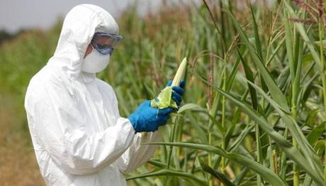 10 razones importantes para elegir alimentos ecológicos maiz_transgenico
