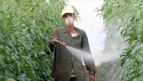 10 razones importantes para elegir alimentos ecológicos Pesticides Spain
