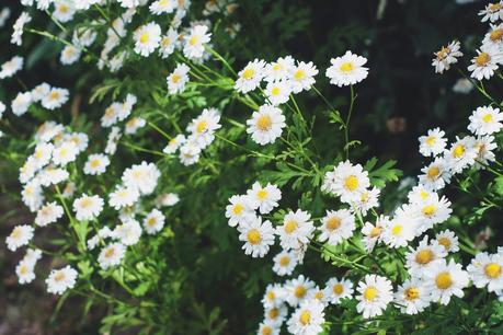 Stripes and flowers
