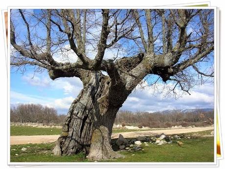 Roble de Matabuena, Segovia