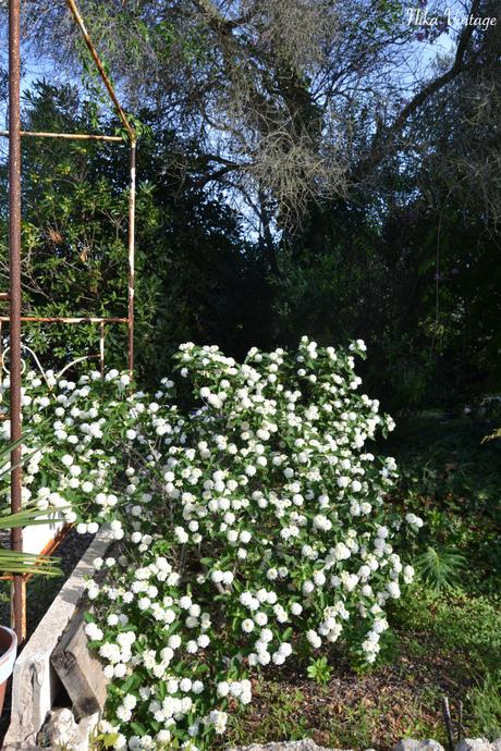 jardin, flores, plantar, jardineria, flores impresindibles, iris, margarita, lirio, hibisco, amarillis,lantana