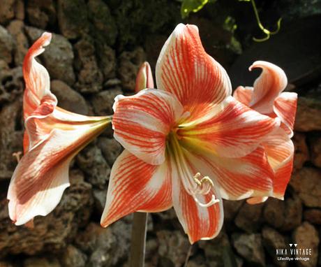 jardin, flores, plantar, jardineria, flores impresindibles, iris, margarita, lirio, hibisco, amarillis,lantana