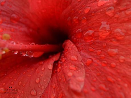 jardin, flores, plantar, jardineria, flores impresindibles, iris, margarita, lirio, hibisco, amarillis,lantana