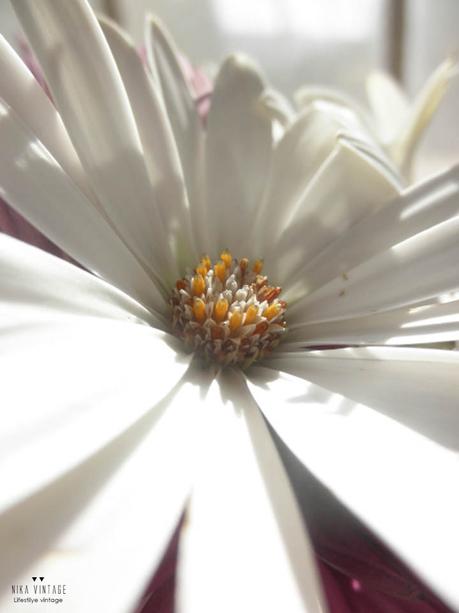 jardin, flores, plantar, jardineria, flores impresindibles, iris, margarita, lirio, hibisco, amarillis,lantana