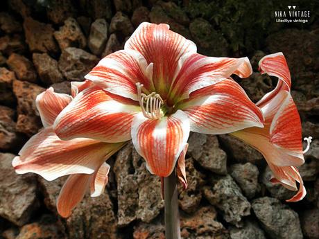 jardin, flores, plantar, jardineria, flores impresindibles, iris, margarita, lirio, hibisco, amarillis,lantana