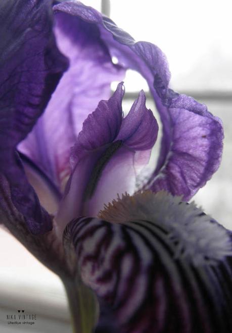 jardin, flores, plantar, jardineria, flores impresindibles, iris, margarita, lirio, hibisco, amarillis,lantana