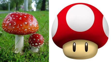 amanita-muscaria-cincodays-com