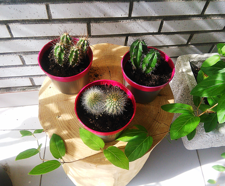 DIY: Maceta neón para cactus